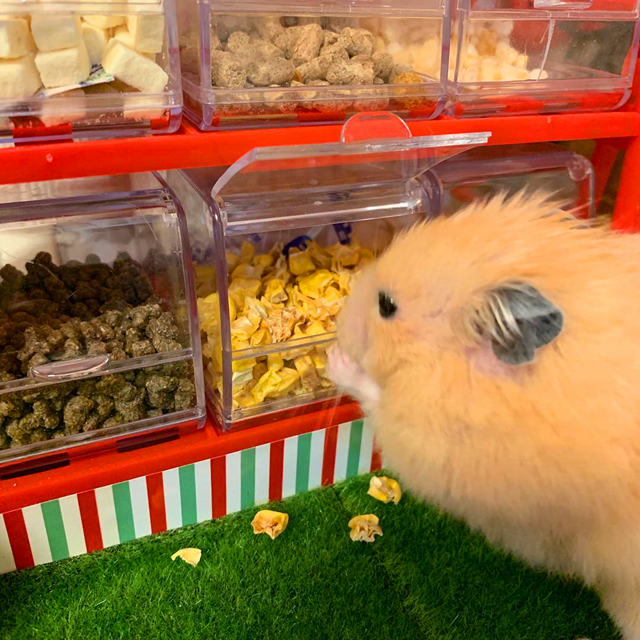 小仓鼠18天可以自己吃鼠粮了,仓鼠一周喂一次粮可以吗