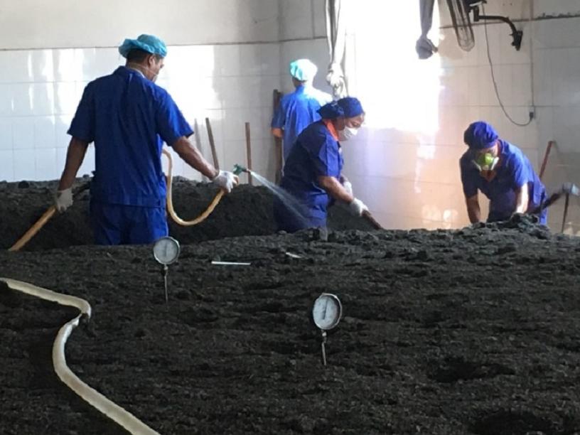 普洱熟茶变质了喝了会怎么样,普洱茶熟茶有细菌吗可以喝吗
