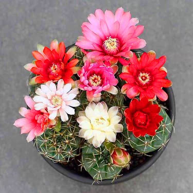 十大最好养的绿萝花,九种养不死的花