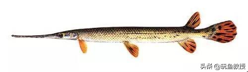 这些东西跑到外面去居然会引起生态危机！