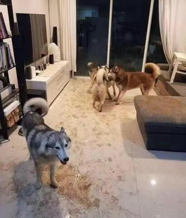 想养哈士奇但怕它拆家,哈士奇被父母遛的不拆家了