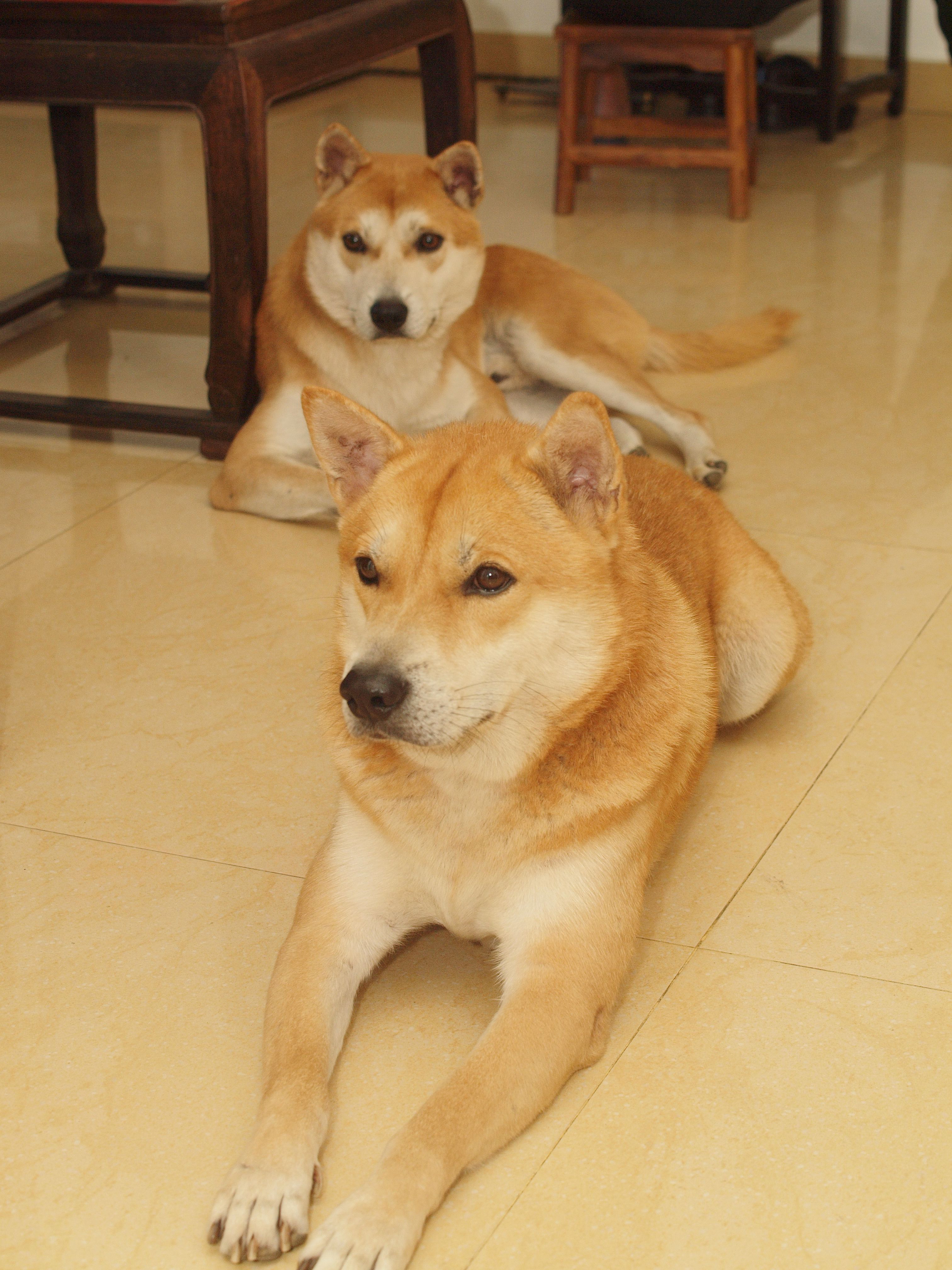 菱角玉米瘦肉汤,菱角肉蛋汤