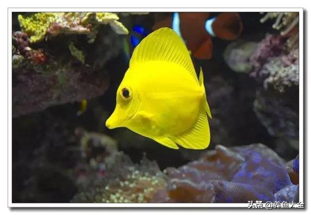 海水鱼饲养水质参数,海水鱼的饲养知识