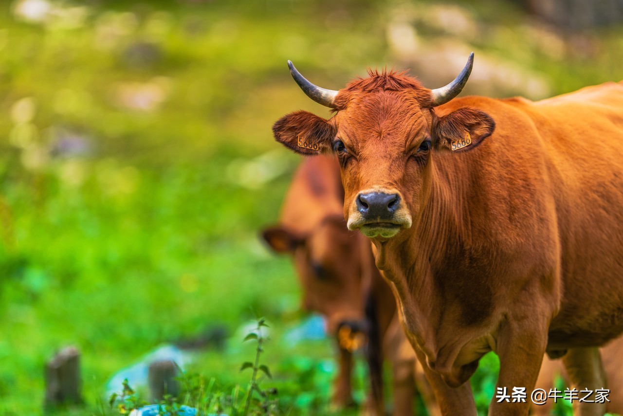 瘸腿养牛,养牛腿肿怎么治疗视频