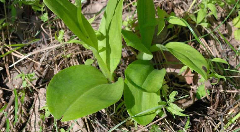 半春莲,半春莲图片