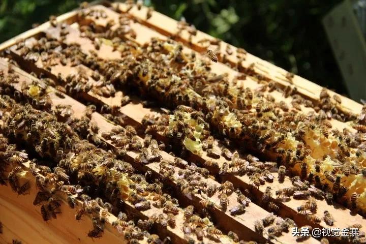 大山深处坚守42年养蜂人,金寨土蜜蜂养殖