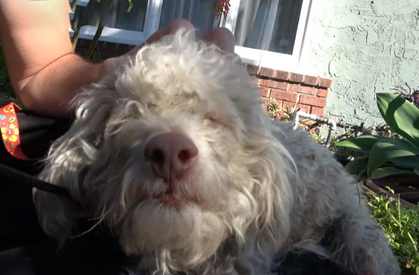 贵宾犬挑衅被咬死,贵宾犬被大狗咬伤