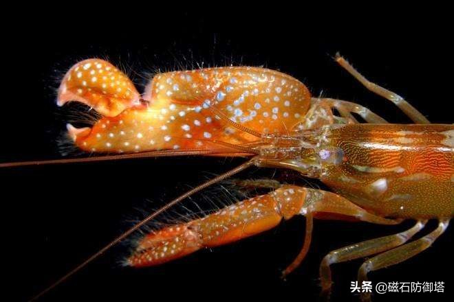 承受500度高温的虾,可以忍受几百度高温的虾