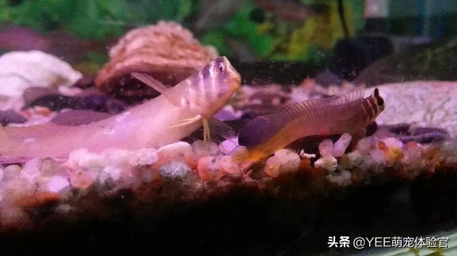 奥特曼青蛙鱼是热带鱼吗,奥特曼青蛙鱼品种