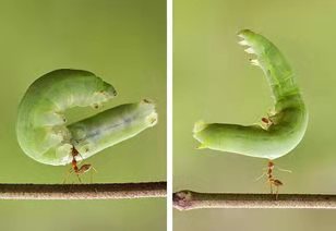 杀菌剂杀虫剂最佳组合,5种农药混配