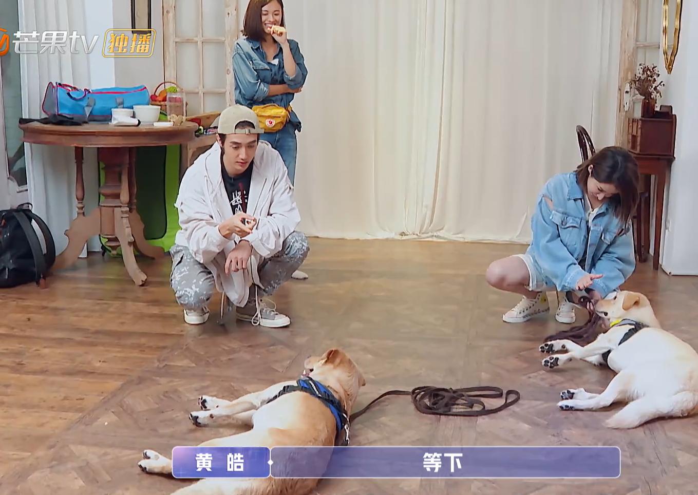 吉娃娃一只眼睛凸,吉娃娃一只眼睛白膜