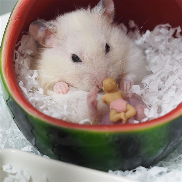 仓鼠会睡眠不够吗,仓鼠不停打哈