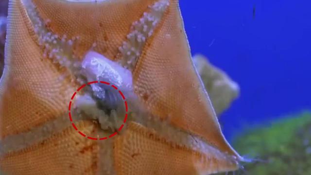 海星吐胃全过程,海星吃东西把胃吐出来