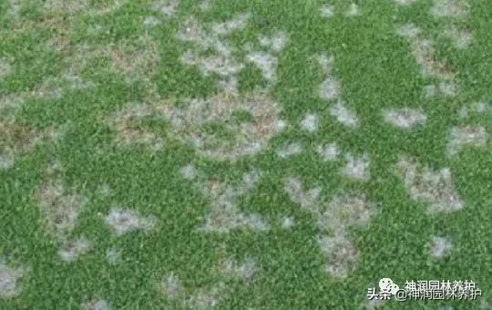 高温多雨草坪病害,园林树木病害春季