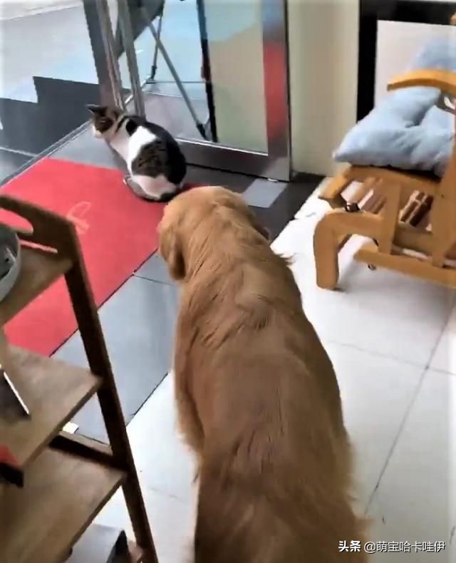 主人说客人来了，金毛整齐排队躲到仓库，连猫也不忘一起叼进去