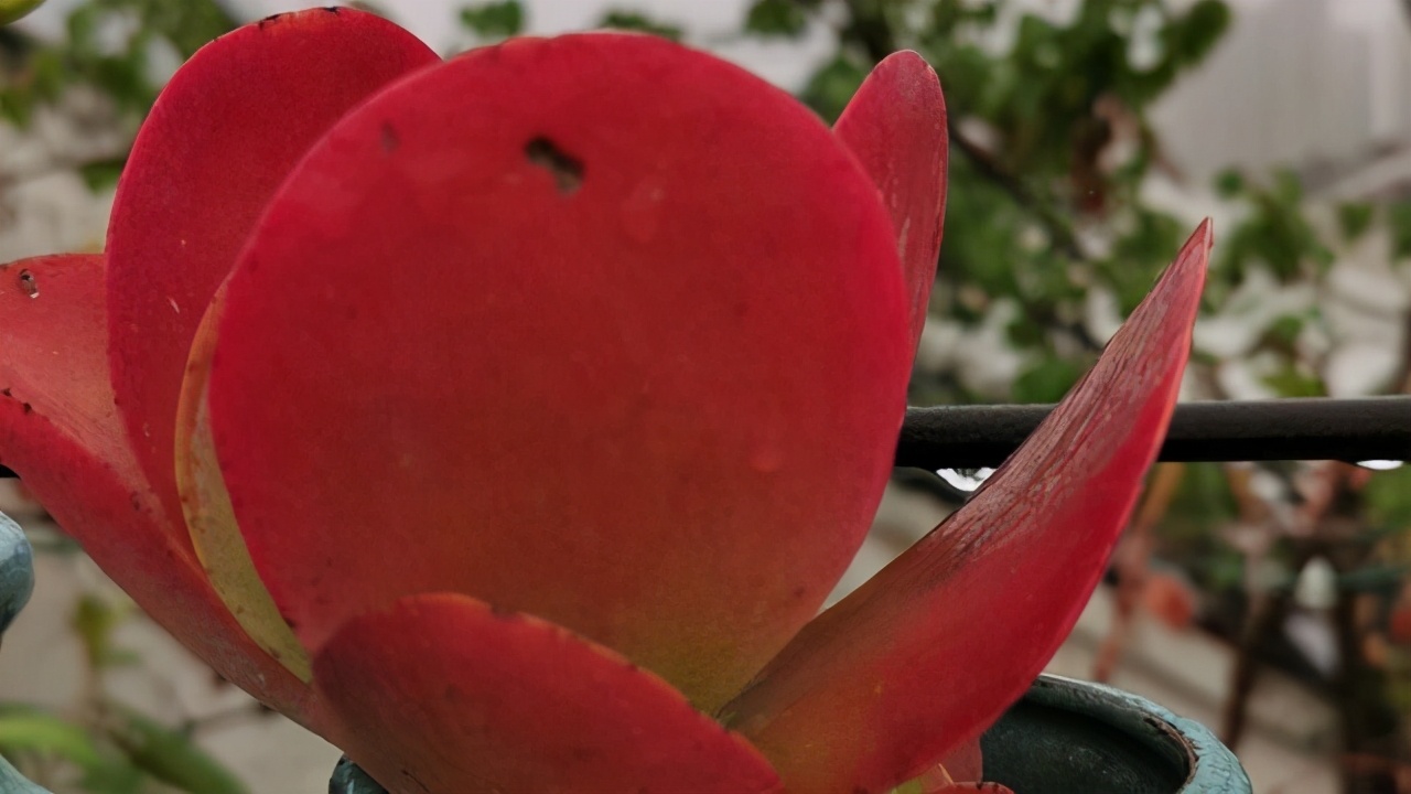 蝴蝶之舞锦多肉态势图,3种好看又好养的多肉你能不入手