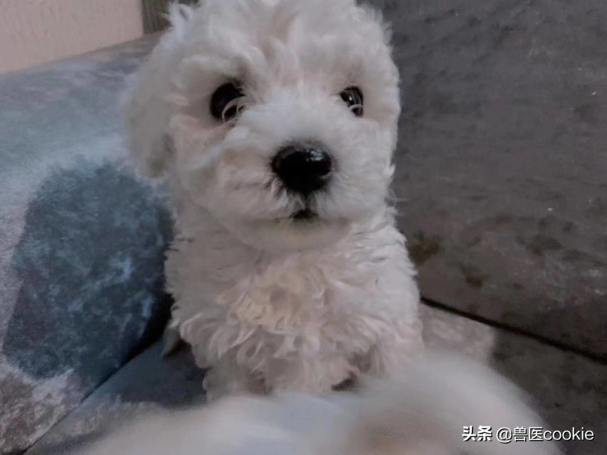狗狗快要生宝宝了他会怎么做,狗狗快要生的时候吐了