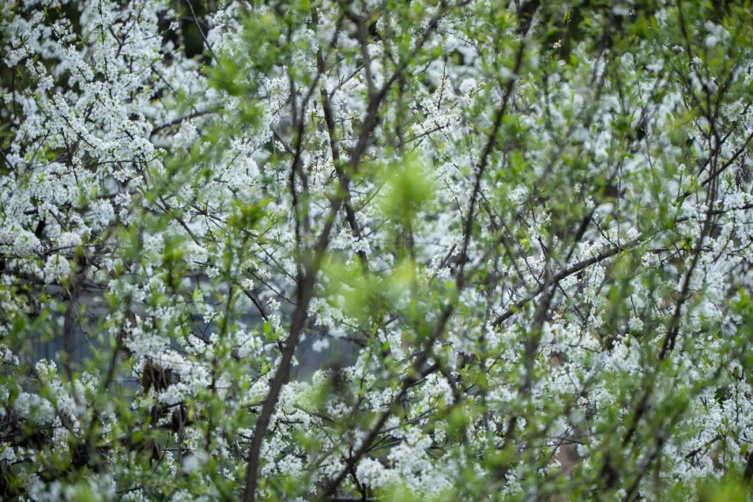 松下有哪些全幅变焦镜头,松下70-200f2.8