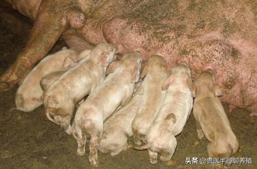 猪腹泻拉稀的最佳治疗方法土方,猪仔拉稀治不好怎么办