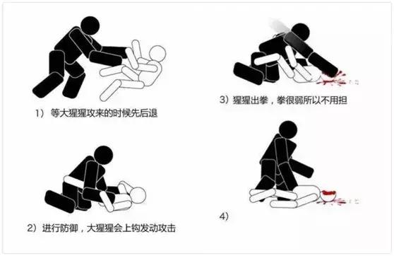 拳击手跟棕熊干架,把棕熊和老虎关起来打架