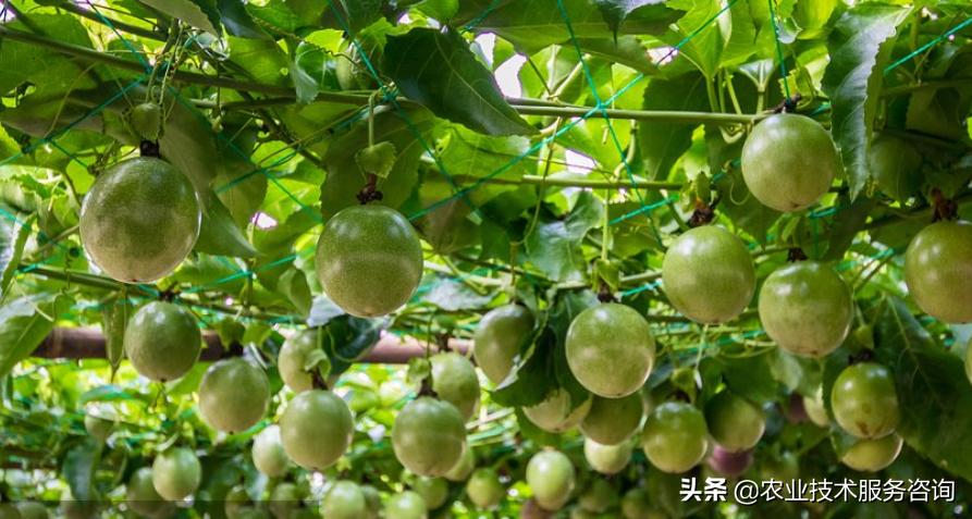 种植百香果视频教程,重庆百香果栽培种植技术