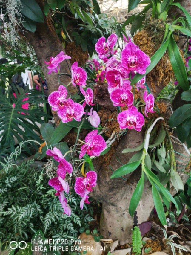 广州云台花园花展,广州云台花园咋样