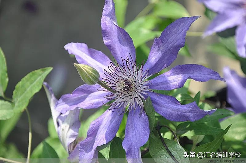 花艺十六种手法,流行花艺简单教学