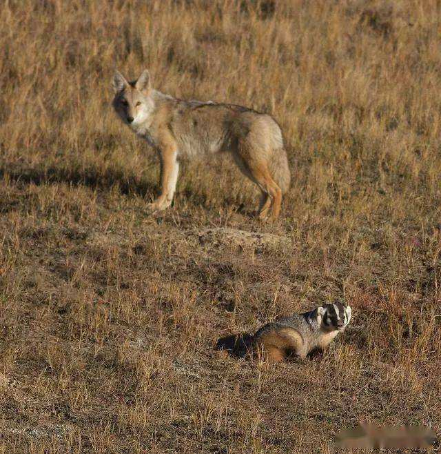 袋獾和狼獾和蜜獾,蜜獾大战野狼