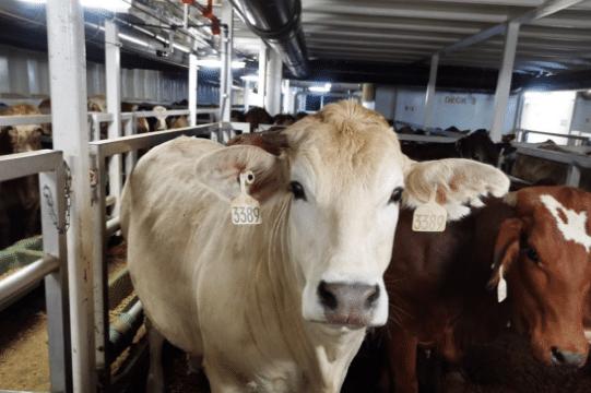 熟牛肉新鲜现宰现卖,牛肉黄牛肉新鲜现宰现卖
