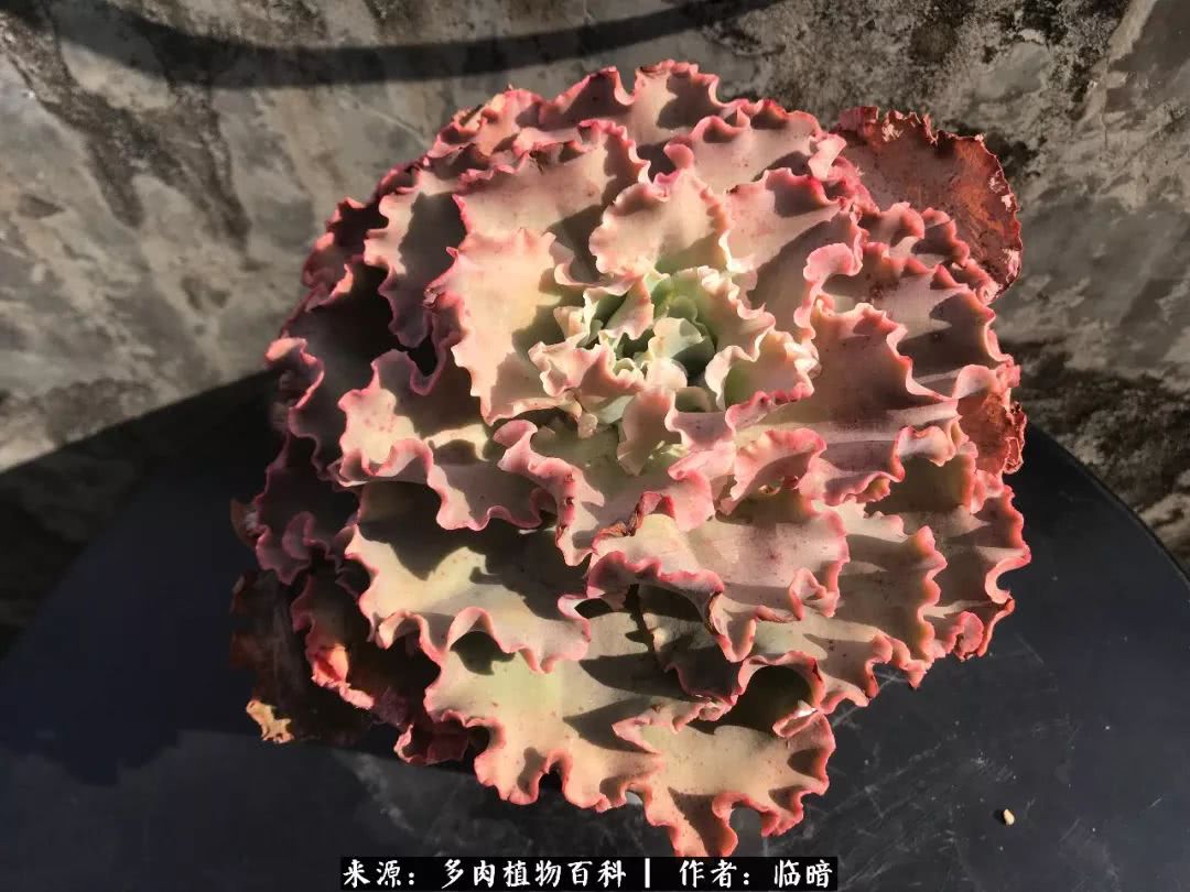 多肉带给我的感情,多肉给人们带什么作用