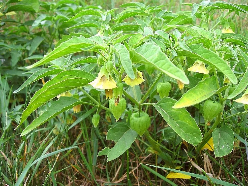 生物相册：姑娘还是菇茑？这水果，世界各地有39种