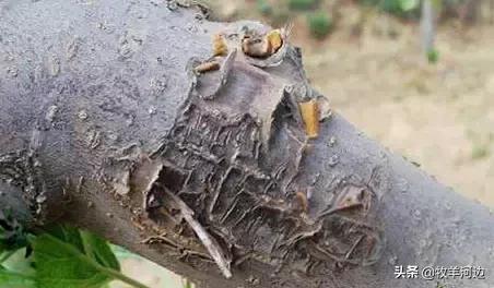 常见各种果树病虫害图谱,果树病害图谱100例