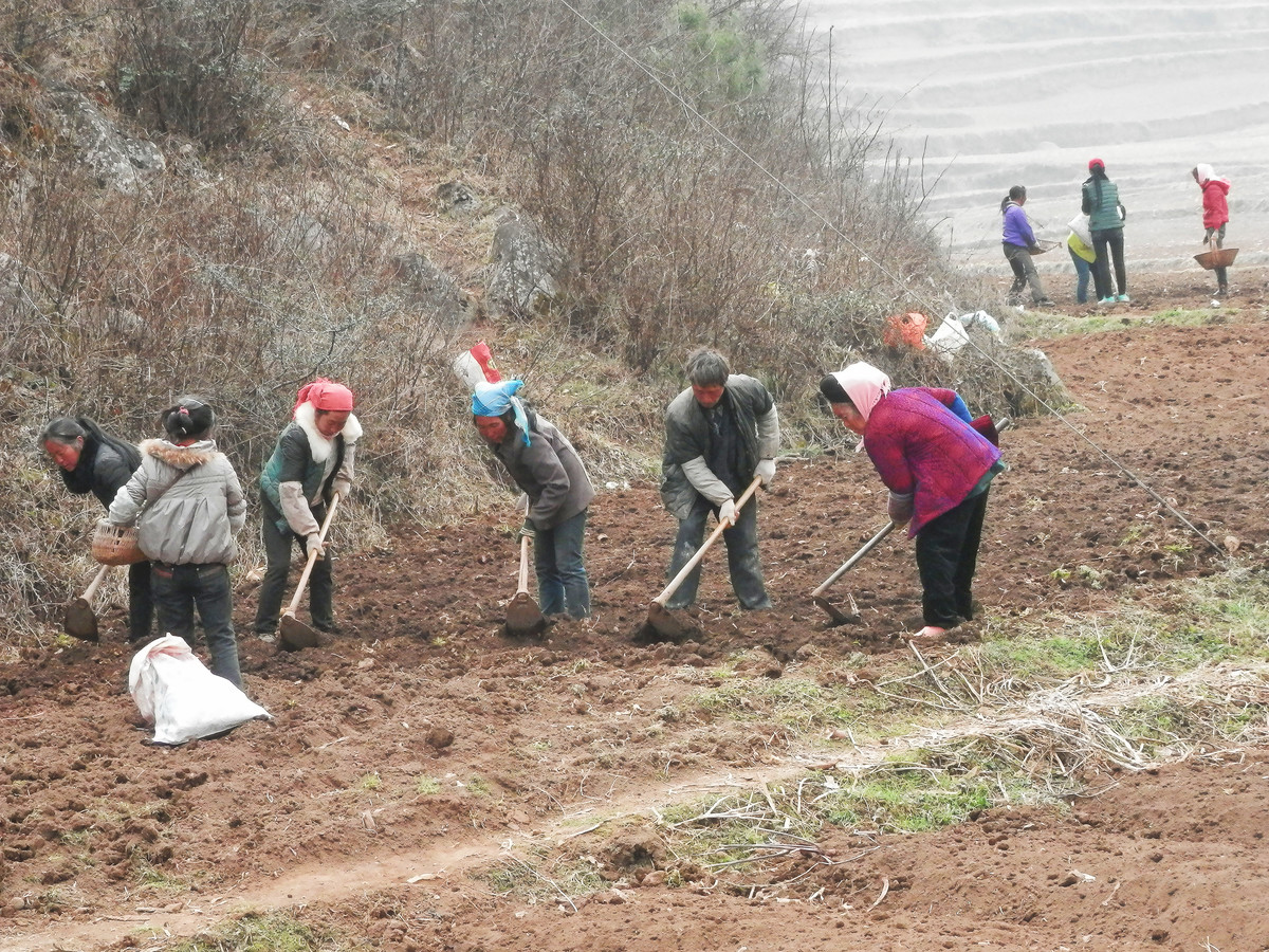 河南种植鱼腥草一亩利润与成本,四川种植鱼腥草一亩利润多少