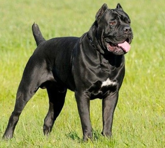 带刀侍卫的卡斯罗犬,带刀侍卫卡斯罗