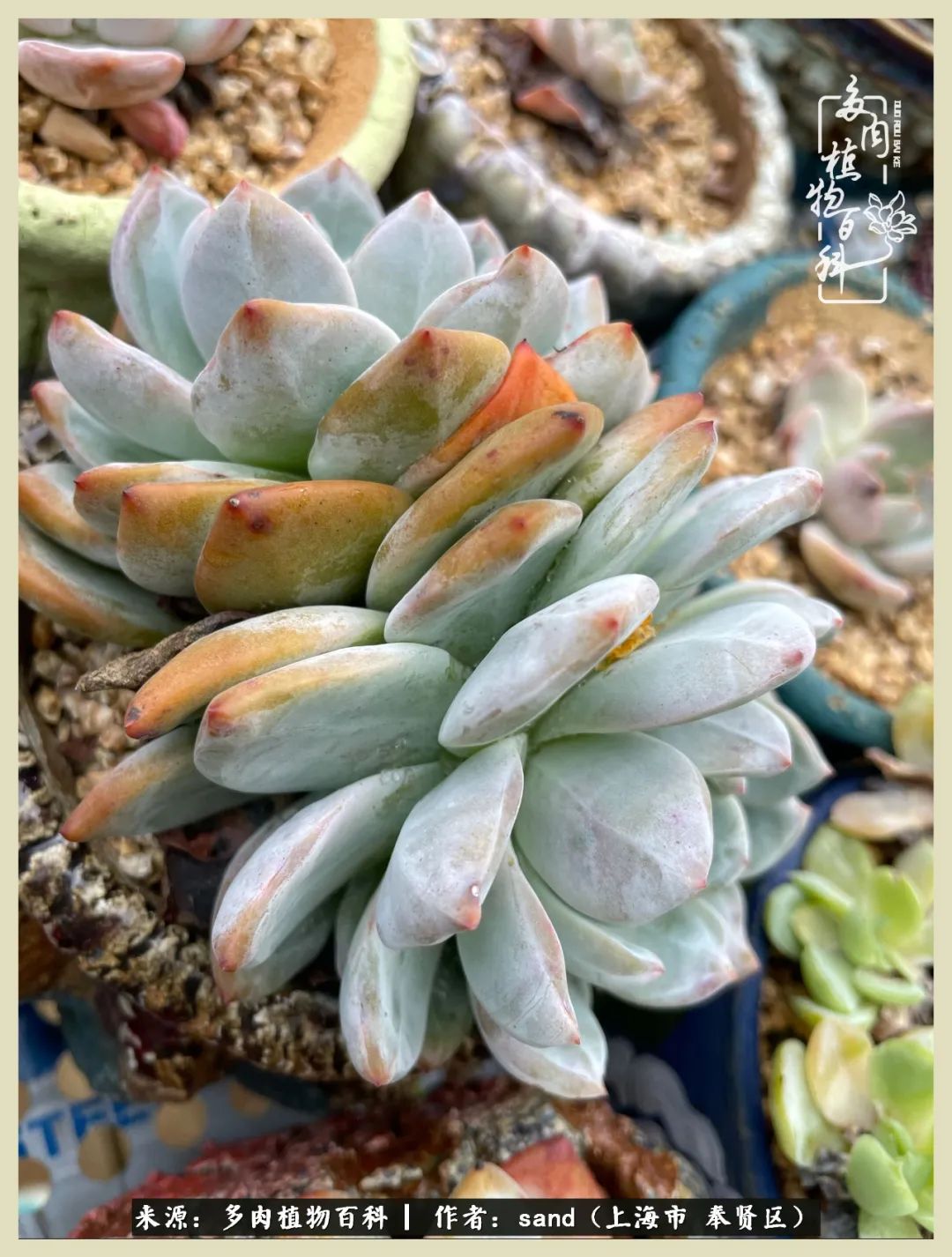 多肉怎么度过三伏天,多肉在三伏天怎么度夏