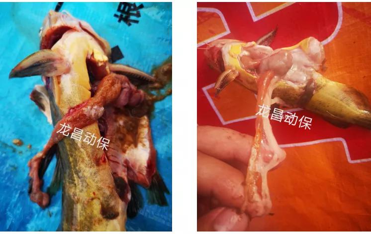 2020年一线业务走访黄颡鱼塘口的经验之谈