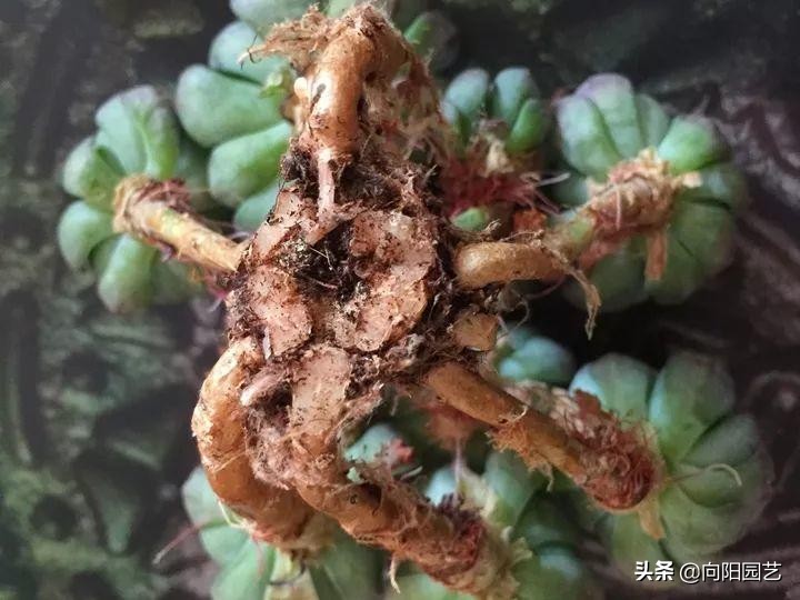 多肉长气生根的原因和解决方法,多肉有气生根怎么处理