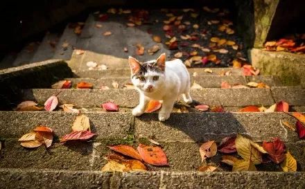 日本猫岛撸猫必备短片,日本东京免费撸猫的地方