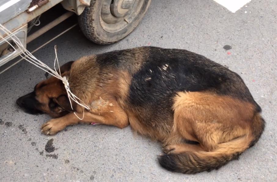 家养别人牵不走的狗,牵走别人家的德牧