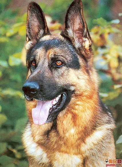 狗狗大全,送给喜欢狗的人）