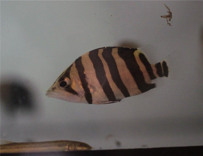 虎鱼第一天到家可以喂食吗,虎鱼和蝴蝶鲤混养怎么喂食