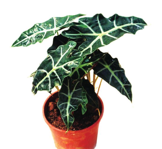 观音莲的繁殖管理,观音莲叶片扦插繁殖技术视频