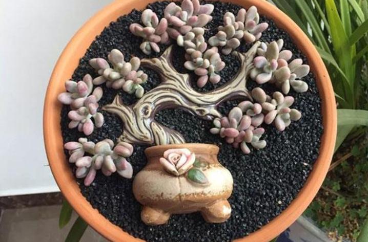 多肉树枝拼盘造景图片,怎么养成老桩多肉