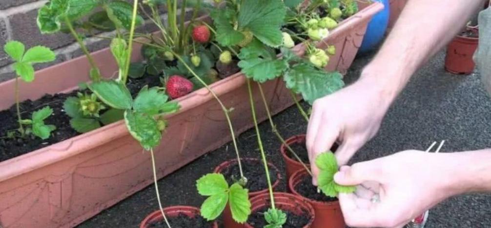 阳台草莓怎样结果大而且甜,草莓放室内养能结果吗