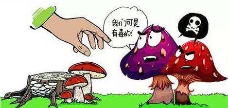 提醒夏季到来食用野生菌需警惕,四川疾控提醒食菌季小心毒蘑菇