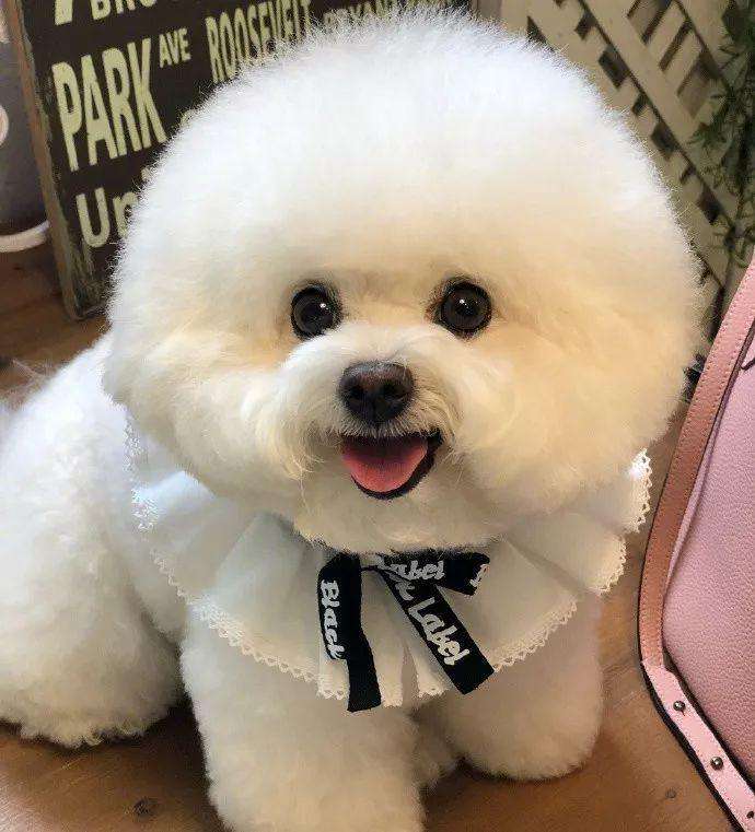 狗粮加自制狗粮一起喂好吗,狗粮与自制狗饭一起喂