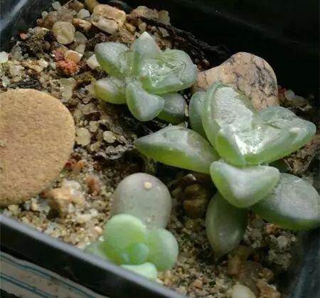 多肉冻伤的叶片要摘掉吗,多肉冻伤怎么救