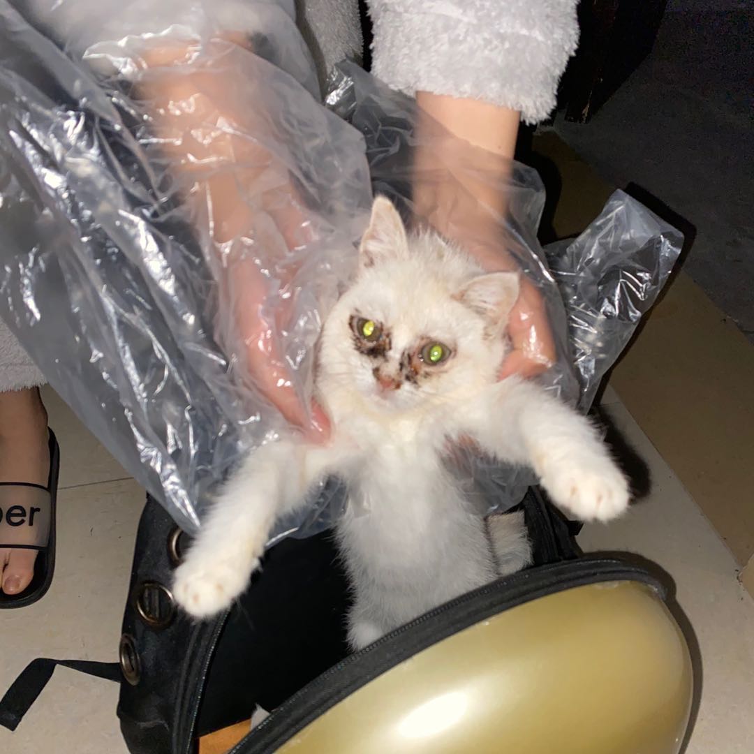 猫瘟导致眼睛变绿,谈猫色变