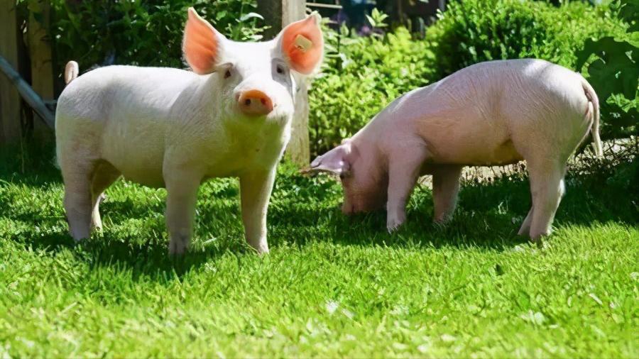 目前猪场普遍采用人工授精技术,养猪场人工授精关键技术