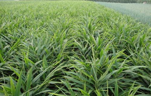 生姜的高产种植方法有哪些,最新生姜种植技术简易地窖储存姜